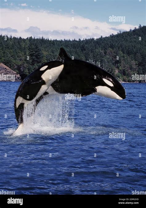 Killer Whale Orcinus Orca Mother And Calf Leaping Canada Stock Photo