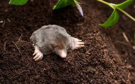 6 Ways To Stop Animals From Digging Holes In Your Backyard Backyardway