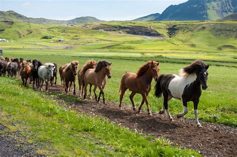 The Icelandic Horse Why Is It So Unique Iceland Premium Tours