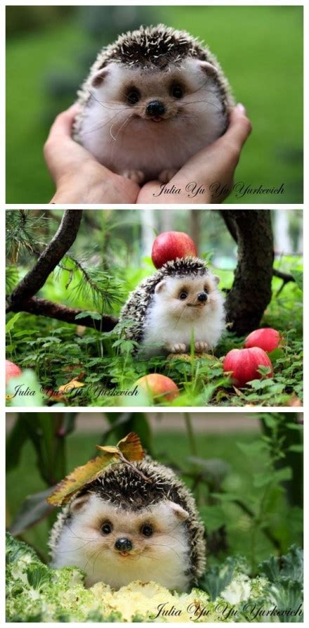 Cutest Hedgehog Ever Tinfinity And Beyond