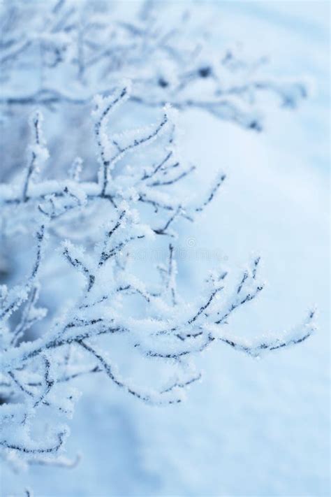 Beautiful Frozen Winter Plant Stock Photo Image Of Crystal