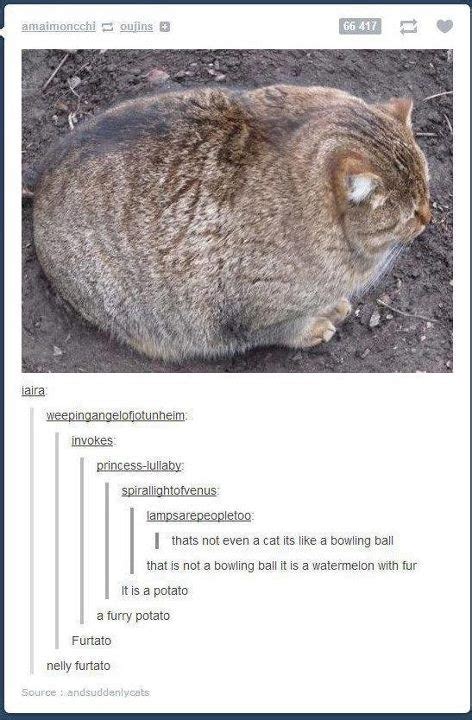 Cats Want To Be Potatoes Tumblr Funny Funny Pictures Funny Cute