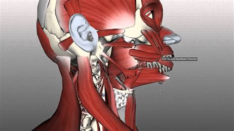 Bones provide support for our bodies and help form our shape. Tongue Muscles and the Hyoid Bone - YouTube