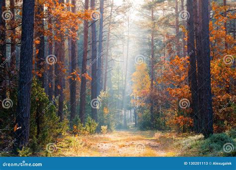 Fall Forest Autumn Forest With Sunlight Editorial Stock Photo Image