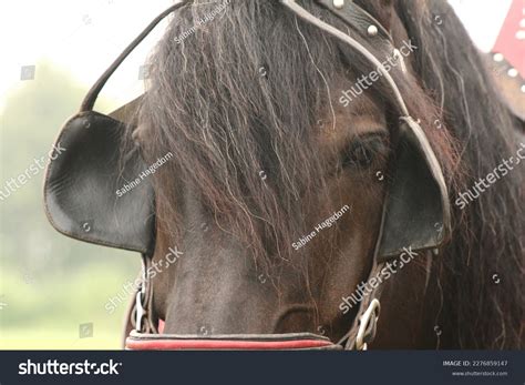 395 Horse Bridle Blinders Images Stock Photos 3d Objects And Vectors