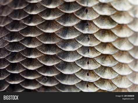 Fish Scales Skin Image And Photo Free Trial Bigstock