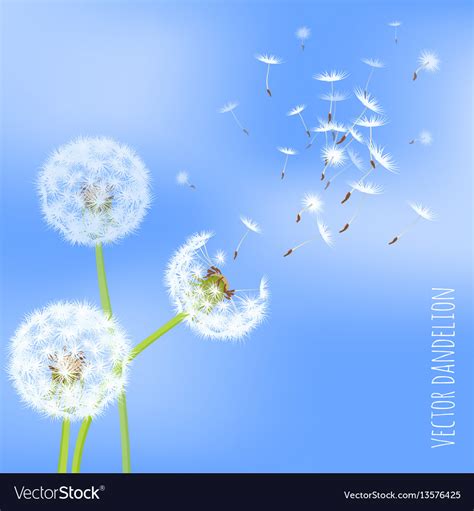 Dandelion Seeds Blowing Away On The Wind Vector Image