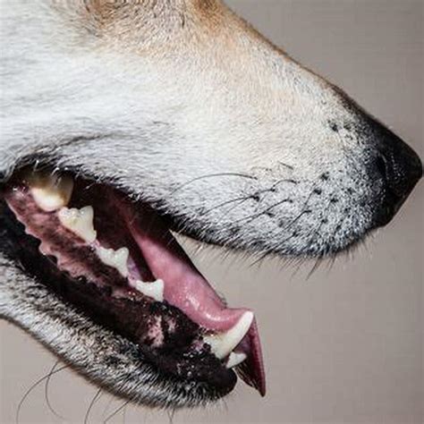 How Do You Treat Sialocele Salivary Mucocele In Dogs Diy Seattle