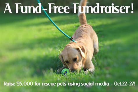 Help Raise 5000 For Homeless Pets Just Rt And Re Blog Btc4a