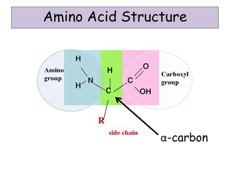Ppt Lesson 4 Proteins Amino Acid Structure And The Peptide Bond