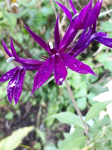 Ferns n petals provides affordable flower delivery service in canada. Lobelia 'Tania' | Flower garden, Plants, Flowers