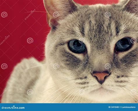 Portrait Of A Grey Tabby Cat Stock Photo Image Of Tabby Beige 341048