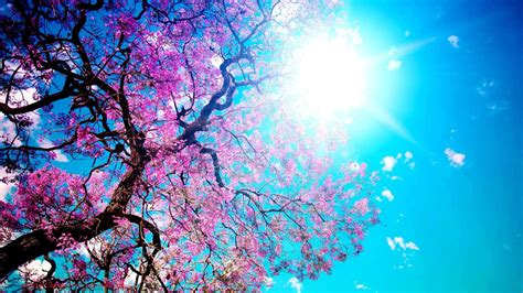 Free Download Spring Backgrounds For Computer 52 Images 1920x1080 For