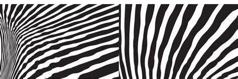 Wild Zebra Wave Pattern Set With Black And White Vector Image