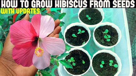 Planting Hibiscus From Seed