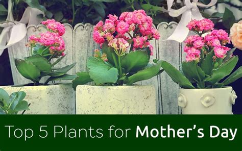 We did not find results for: The Top Five Houseplants for Mother's Day - David Domoney