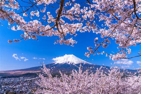 Japan Tourist Attractions Cherry Blossom Tourism Company And Tourism
