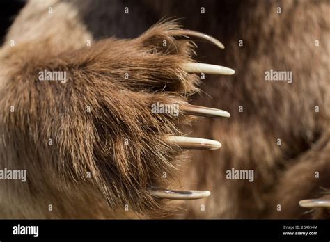 Bear Claws Hi Res Stock Photography And Images Alamy