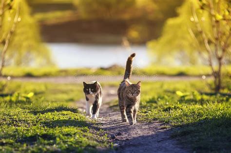 Two Young Cats Running After Each Other On Green Grass In Spring Bright