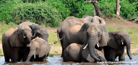 Botswanas Elephants Myths Vs Facts Network For Animals