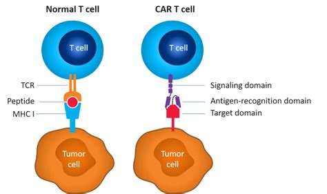 Car T Cell Therapy How Does It Work Read Our Blog