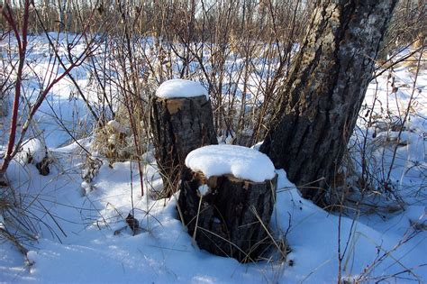 Tree Stumps In The Snow Free Stock Photo Public Domain Pictures