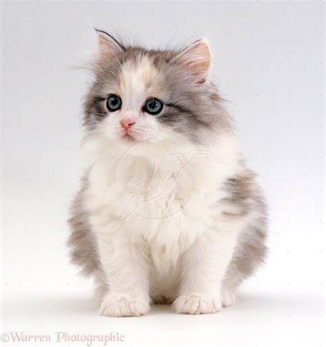 miao-miao-miao-44-super-cute-white-kitten,-enjoy
