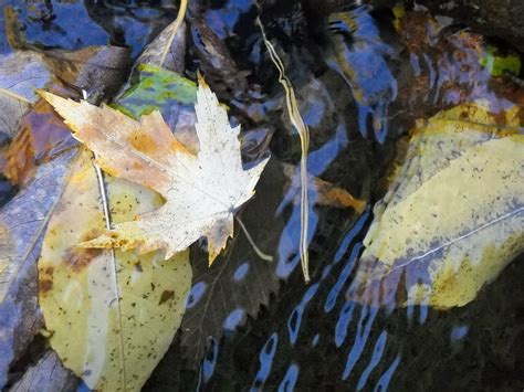 Hd Wallpaper Automne Campaign Fall Landscapes Leaf Nature Rain