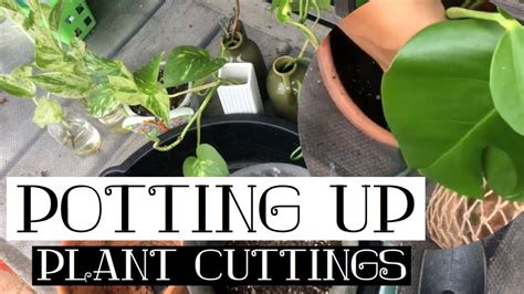 Potting Up Plant Cuttings From Water To Soil June 2019 Youtube