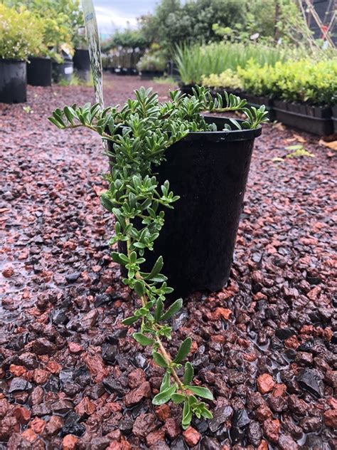 Myoporum Parvifolium — Rockbank Nursery