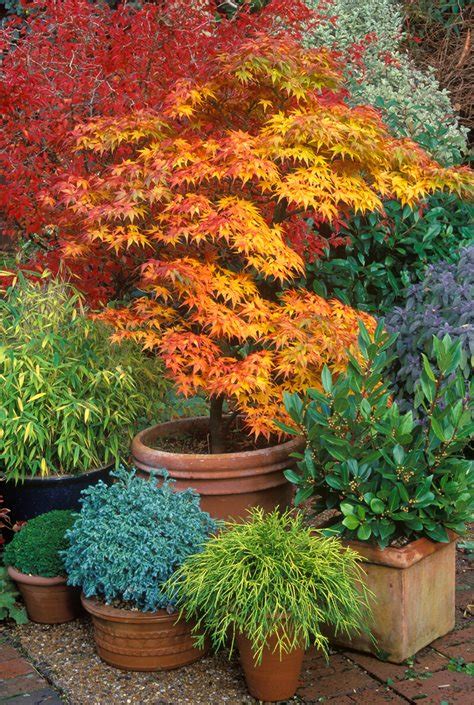 A Guide To Different Japanese Maple Types Gardeners Path