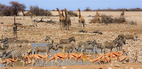 Etosha National Park Tailor Made Tours And Holidays 2024 2025 Cox And Kings