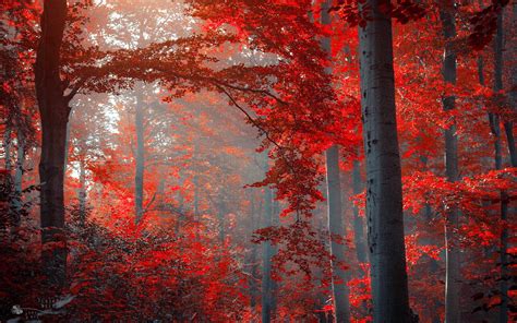 Amazing Red Forest Hd Wallpapers ~ Hyip Bitz Hyip Investment Monitor