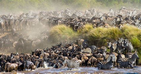 5 Days Masai Mara Migration Safari Best In July October