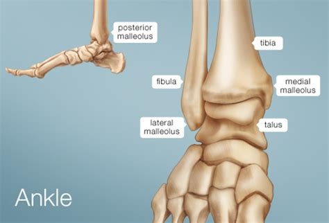 Ankle Human Anatomy Image Function Conditions And More