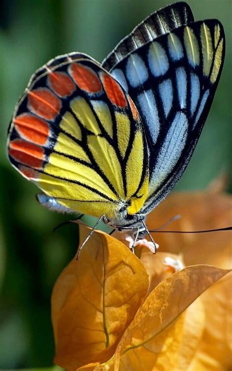 World¶dise Butterfly Kisses Butterfly Effect Butterfly Wings