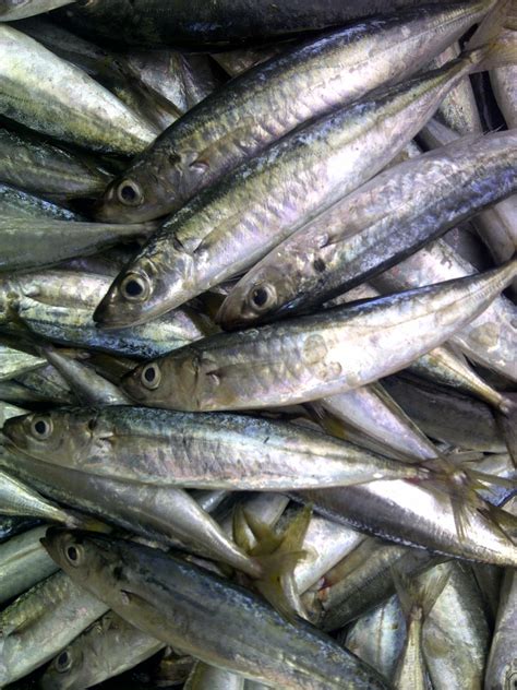 Ikan pindang layang | ragam indonesia. IKAN PERMUKAAN ~ iam lemuru