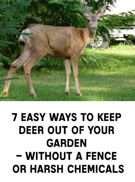 7 Easy Ways To Keep Deer Out Of Your Garden Without A Fence Or Harsh