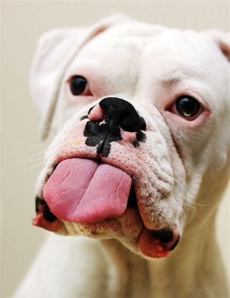 Sticking Out His Tongue Boxer Dogs Super Cute Pinterest