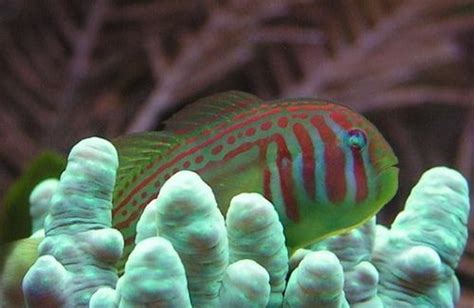 Goby Green Clown The Fish Room