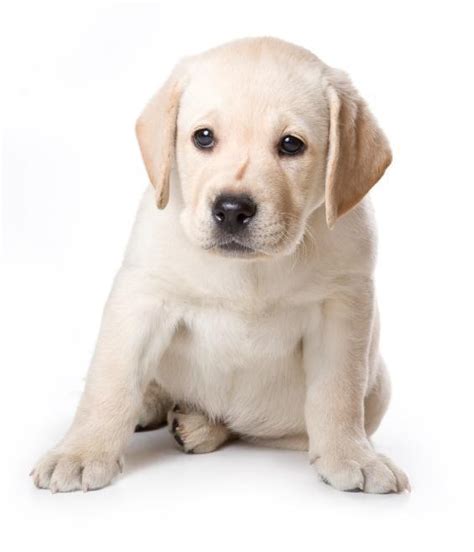 Use the search tool below and occasionally frequently. How Many Puppies Can a Labrador Have