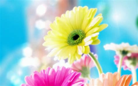 48 Beautiful Flowers Wallpapers Free Download