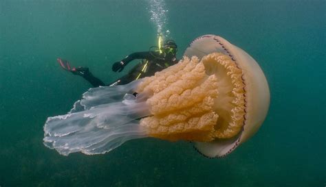 Behind The Photos Incredible Human Sized Jellyfish Caught On Camera