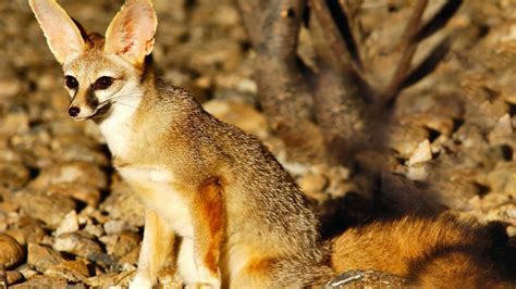Watch Rare Endangered Fox Species Seen For Third Time In 22 Years In