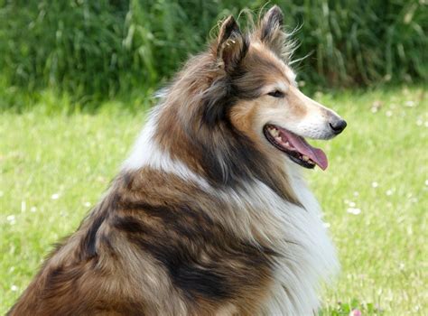Adorable Facts About Lassie The Most Endearing Celebrity Canine