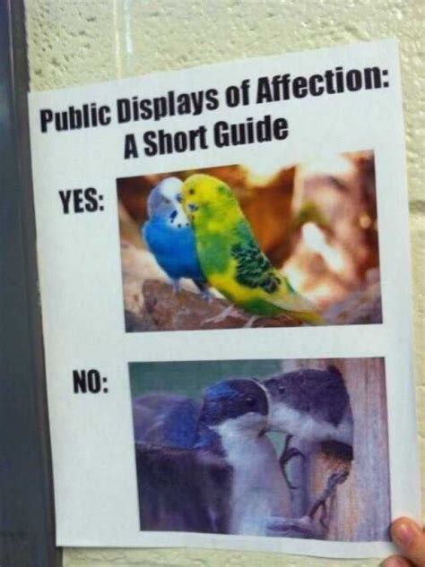 Public Displays Of Affection A Short Guide Yes No