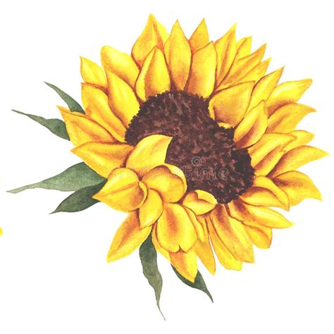Watercolor Sunflower Hand Painted Illustration Watercolour Sunflower