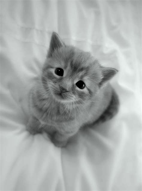 Cute Baby Kittens Images Cute Baby Kitten Hd Wallpaper Hd Latest