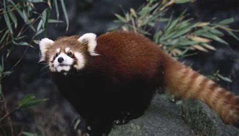 Is a Red Panda a Herbivore or an Omnivore? | Pandas, Animais bonitos