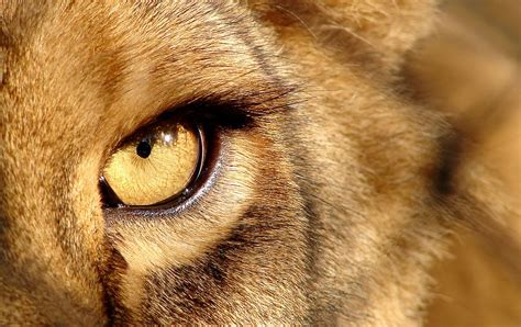Lion Eyes Pictures